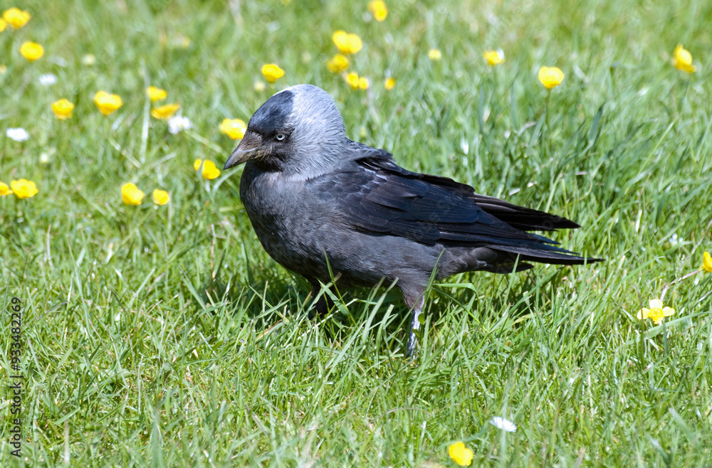 Choucas des tours,.Coloeus monedula , Western Jackdaw Choucas des tours,.Coloeus monedula , Western Jackdaw