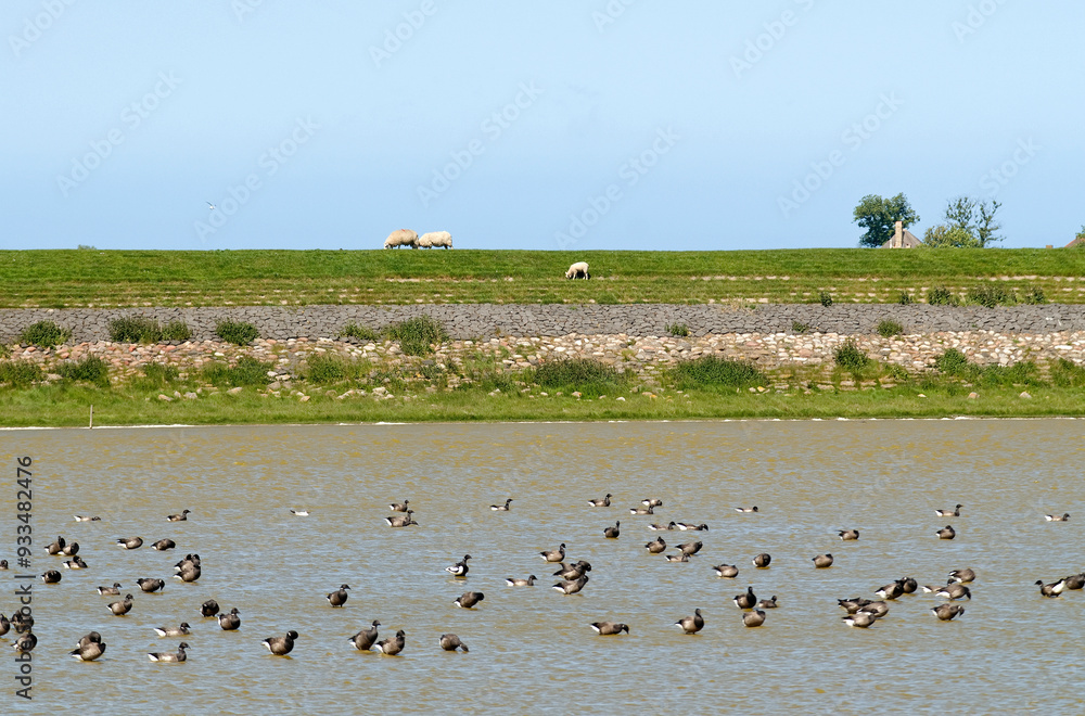 Bernache cravant,.Branta bernicla, Brant Goose, Ile de Texel, Pays Bas Bernache cravant,.Branta bernicla, Brant Goose, Ile de Texel, Pays Bas
