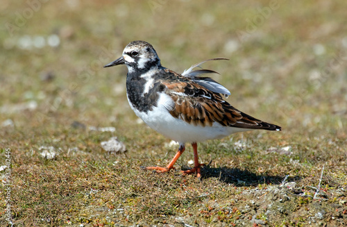 Tournepierre à collier, .Arenaria interpres , Ruddy Turnstone photo