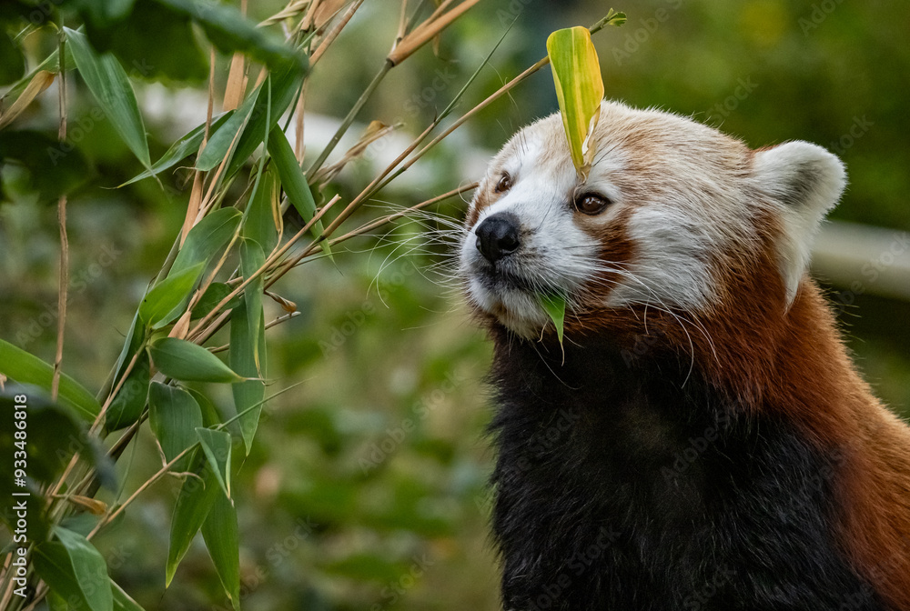 Obraz premium Captive Red Panda in a zoo