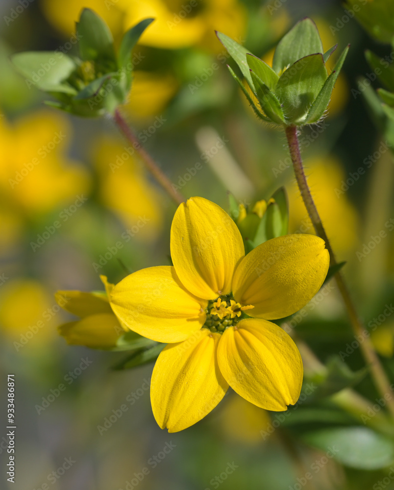 Beautiful close-up of lindheimera texana Beautiful close-up of lindheimera texana