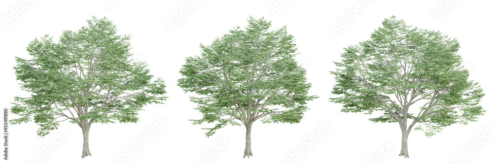 3d render of fagus sylvatica tree on transparent background, png plant. 3d render of fagus sylvatica tree on transparent background, png plant.