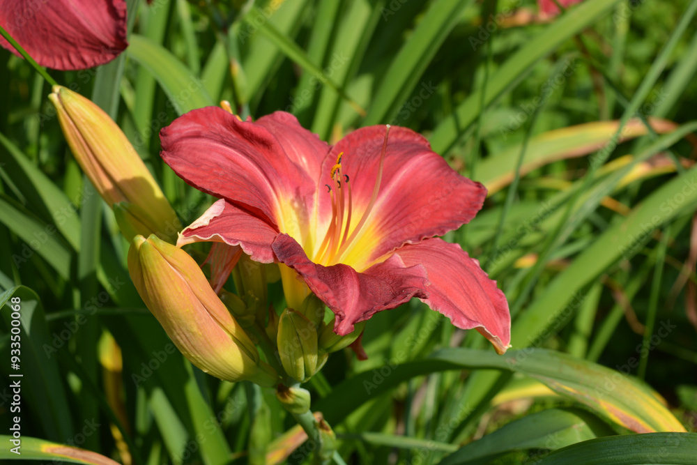 Beautiful and bright weather with beautiful nature and plants. Festive, colorful brown, pink and yellow flowering lilies, flowers, flower beds. Beautiful and bright weather with beautiful nature and plants. Festive, colorful brown, pink and yellow flowering lilies, flowers, flower beds.