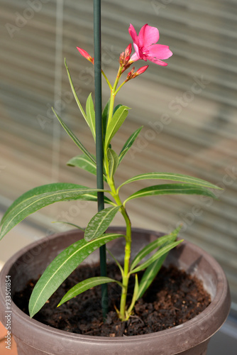 Nerium oleander or rosebay homegrown young houseplant flowering in red growing outdoors on apartment balcony