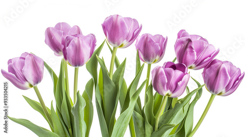 Wallpaper Mural Beautiful bouquet of pink tulips ,Beautiful pink spring tulips on white background,Fresh tulip flower isolated on white background Torontodigital.ca