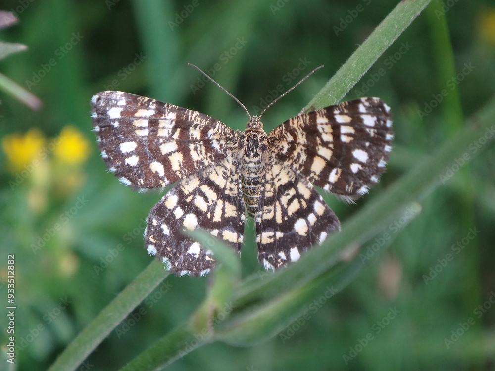 Latticed heath (Chiasmia clathrata) moth resting on bird's-foot trefoil Latticed heath (Chiasmia clathrata) moth resting on bird's-foot trefoil