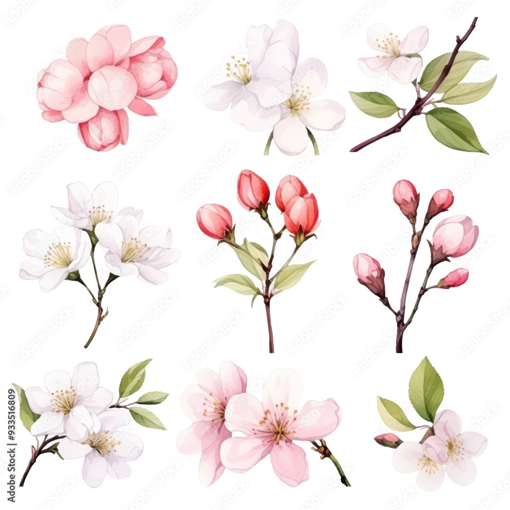 A collection of nine watercolor illustrations of cherry blossoms in various stages of bloom, including white, pink, and red buds. A collection of nine watercolor illustrations of cherry blossoms in various stages of bloom, including white, pink, and red buds.