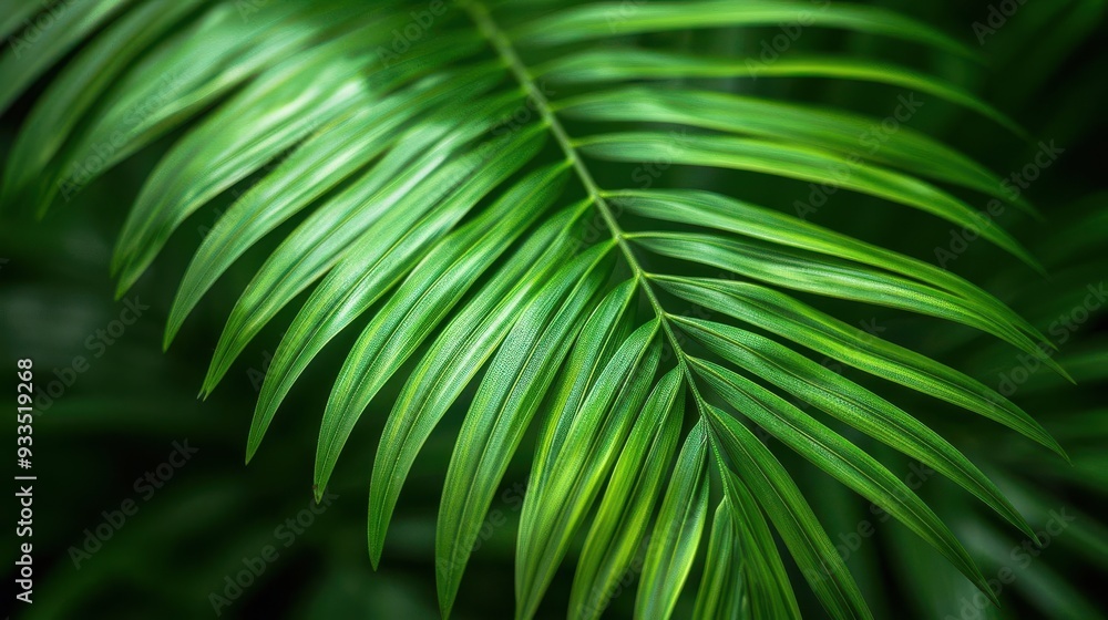 A closeup of a palm leaf, with its intricate patterns and shades of green creating a mesmerizing and beautiful image ,free space, with copy space for text