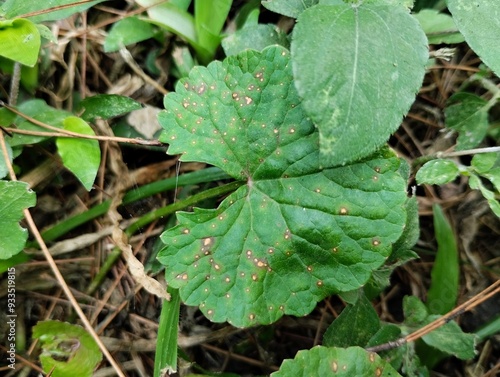 Gotu kola or centella asiatica leaves are green and grow on the ground. Gotu kola leaves are round with serrated edges. Gotu kola or centella asiatica leaves have many health benefits.  photo