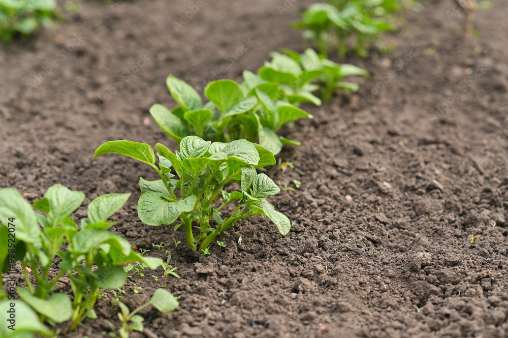 foliage of growing potatoes in the garden