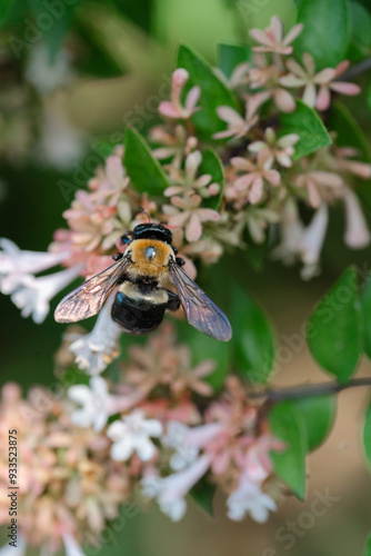 bee on a flower