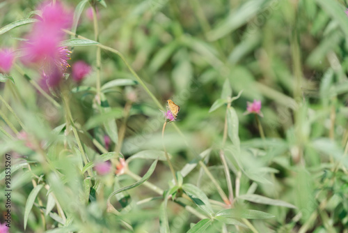 flower in the garden