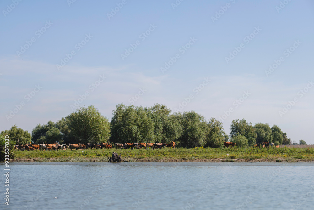 Cattle rest by the riverbank, surrounded by lush greenery on a tranquil afternoon bathed in sunlight Cattle rest by the riverbank, surrounded by lush greenery on a tranquil afternoon bathed in sunlight