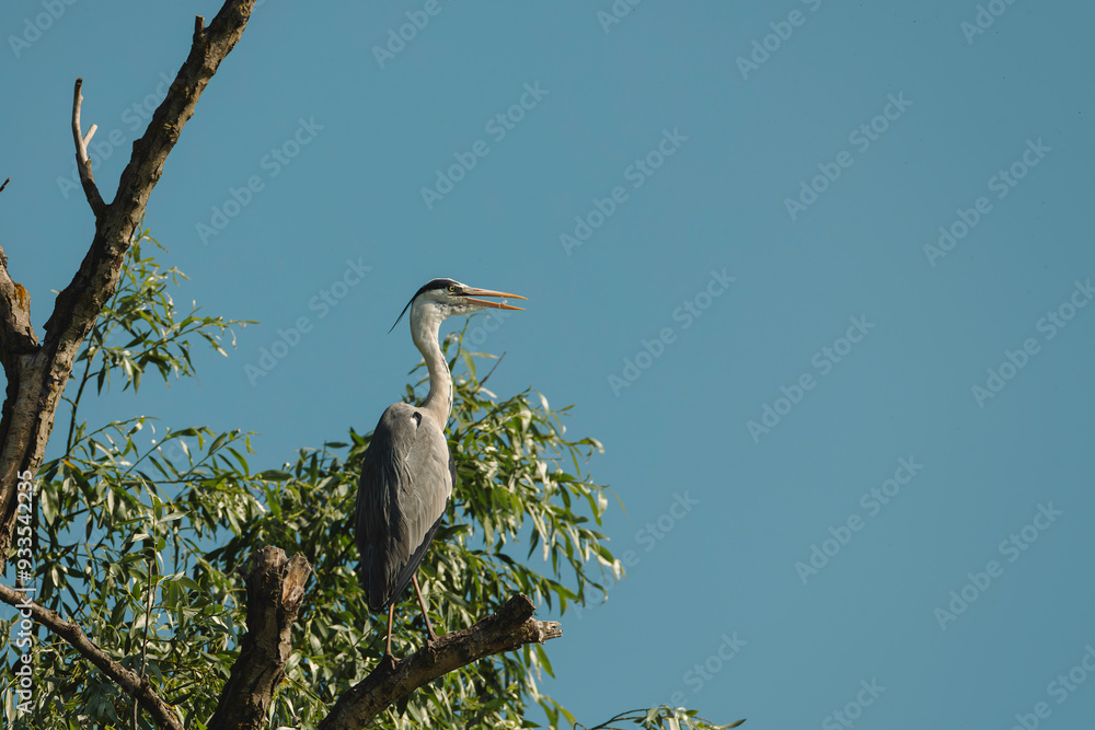 Fototapeta premium A heron stands tall on a tree branch, basking in the warmth of the sun against a backdrop of bright blue sky