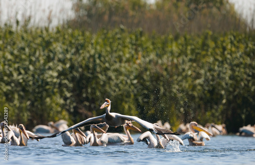 Fotografija A pelican soars above a tranquil lake, creating splashes as it lifts off, while