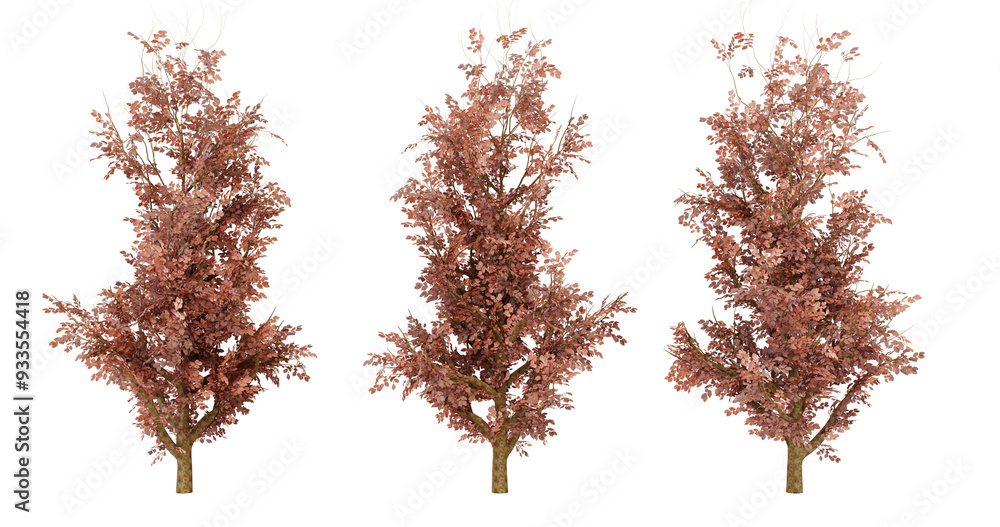 Dried pampas grass, beige and brown, isolated on transparent background Dried pampas grass, beige and brown, isolated on transparent background
