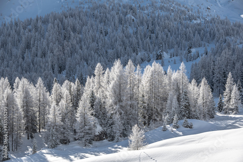 Winter trees photo