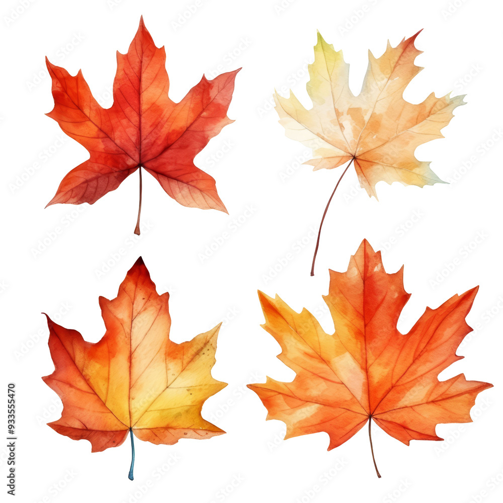Four watercolor maple leaves in shades of red, orange, and yellow, isolated on a transparent background. Four watercolor maple leaves in shades of red, orange, and yellow, isolated on a transparent background.