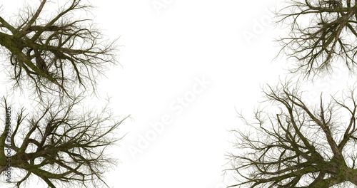 Wallpaper Mural Abstract green foliage frame on transparent background. Nature, botanical, garden, environmental, organic, greenery, vegetation, natural, lush, design, wallpaper, graphic Torontodigital.ca