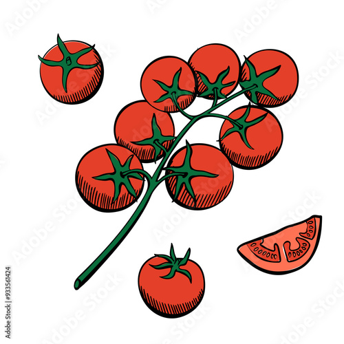 Hand Drawn Tomato Set Vector. Vector food illustration.