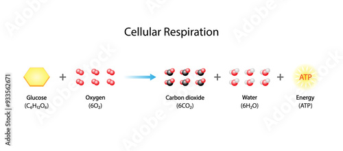 Cellular Respiration Equation. Metabolic reactions. Biology Education. Vector illustration.
