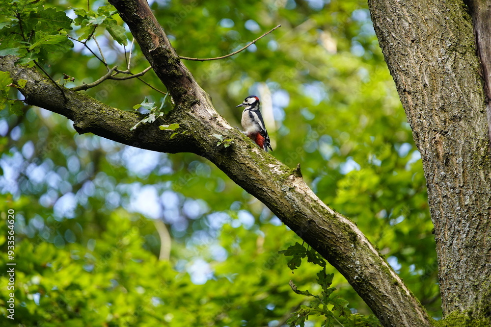 The great spotted woodpecker (Dendrocopos major) is a medium-sized woodpecker with pied black and white plumage and a red patch on the lower belly. Hanover, Germany.
The great spotted woodpecker (Dendrocopos major) is a medium-sized woodpecker with pied black and white plumage and a red patch on the lower belly. Hanover, Germany.