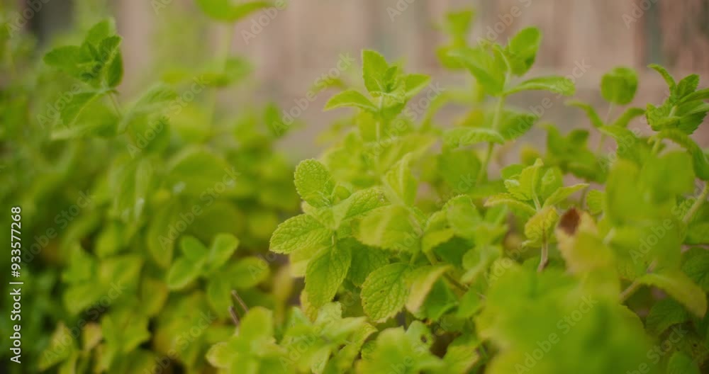Close-Up of Fresh Medicinal Herbs in Garden Close-Up of Fresh Medicinal Herbs in Garden
