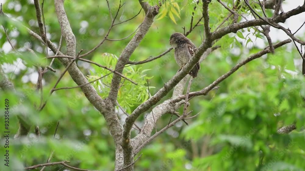Jungle Owlet on the tree branch in forest Jungle Owlet on the tree branch in forest