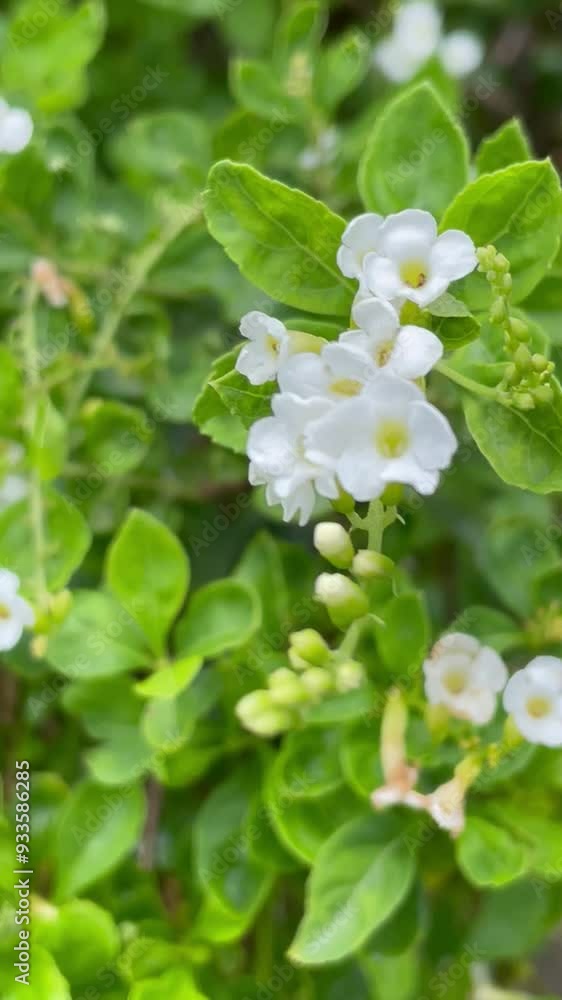 White flowers in the garden