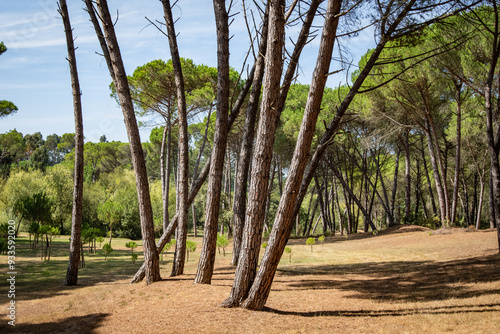 Parque dos Pinheiros Mansons, Oliveira do Bairro, Aveiro, Portugal. photo