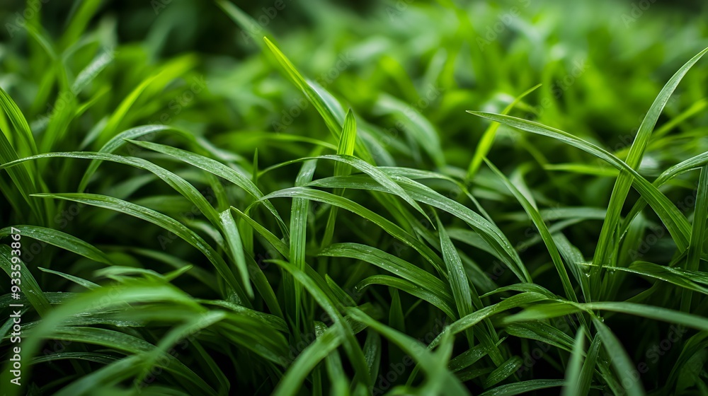Close-up of Lush Green Grass Blades Close-up of Lush Green Grass Blades