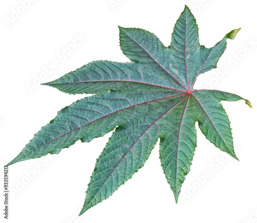 Tableau sur toile feuille de ricinus communis, ricin, PNG sur fond transparent