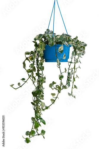 Peperomia scandens variegate or Cupid Peperomia hanging in blue plastic pot isolated on white background included clipping path.