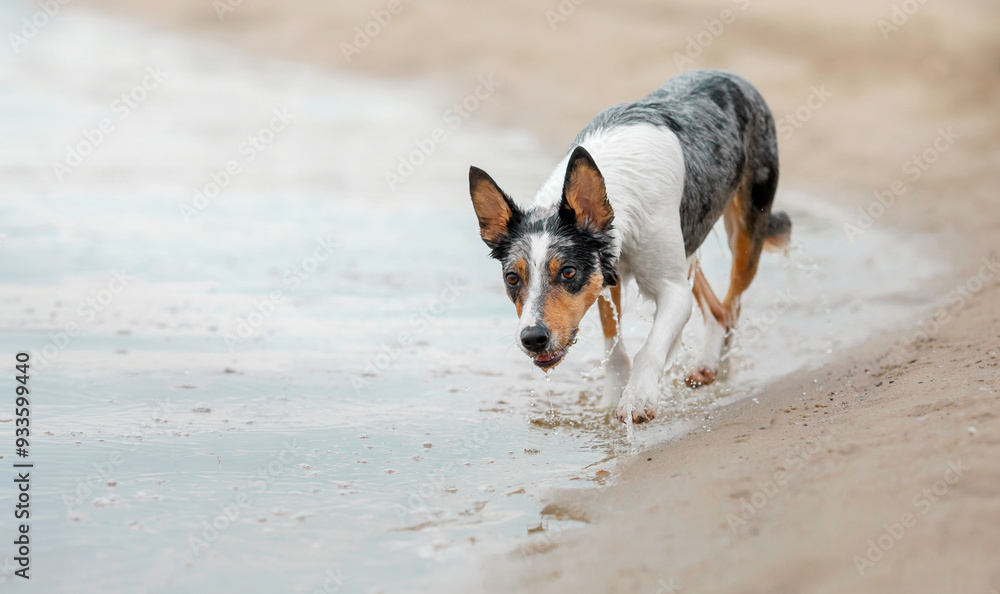 Border Collie dog Walking on Beach Shore Border Collie dog Walking on Beach Shore