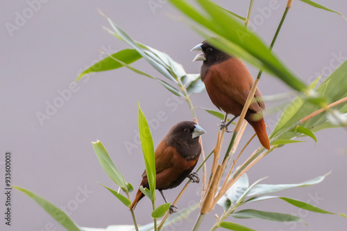 Chestnut Munia photo