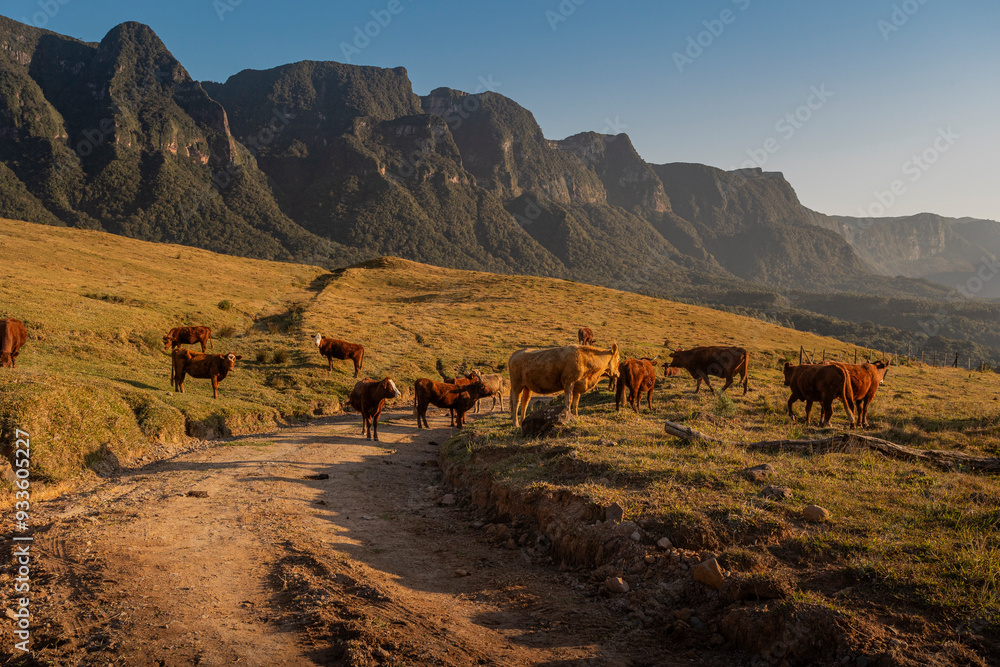 Rebanho de Vacas Salers pastando na montanha Rebanho de Vacas Salers pastando na montanha