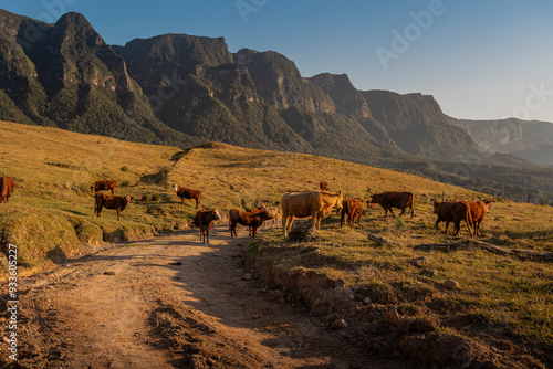 Rebanho de Vacas Salers pastando na montanha photo