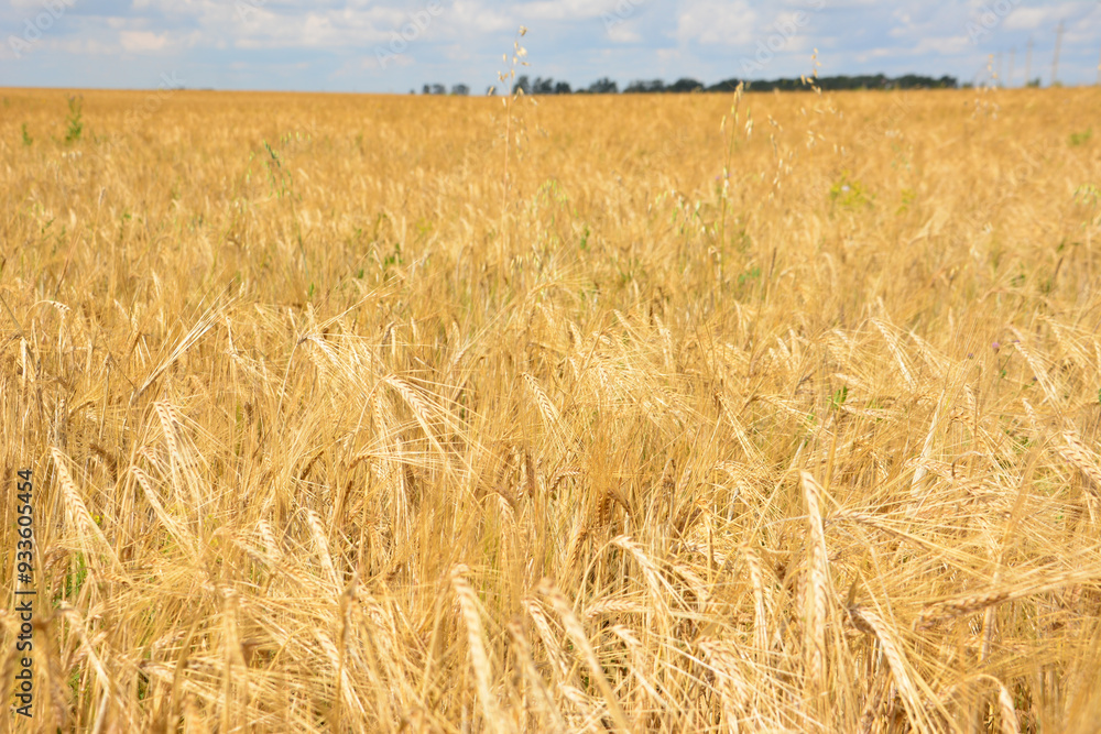 ripe wheat with a blue sky and a field of wheat ripe wheat with a blue sky and a field of wheat