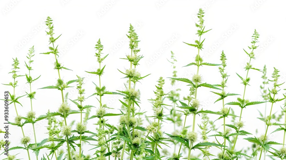 Blooming ragweed in the warm season serves as an allergen for allergy sufferers on a white background Blooming ragweed in the warm season serves as an allergen for allergy sufferers on a white background