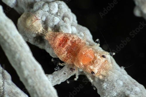 Balsia gasti Shrimp. Close up of a gorgonian comensal shrimp Balsia gasti...Canakkale Türkiye. photo