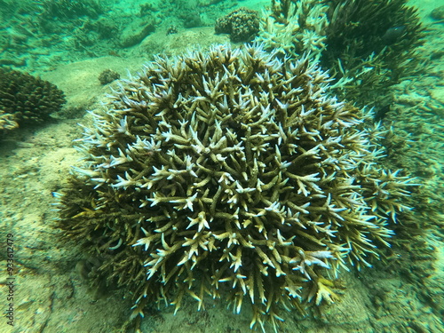 Coral, Sri Lanka photo