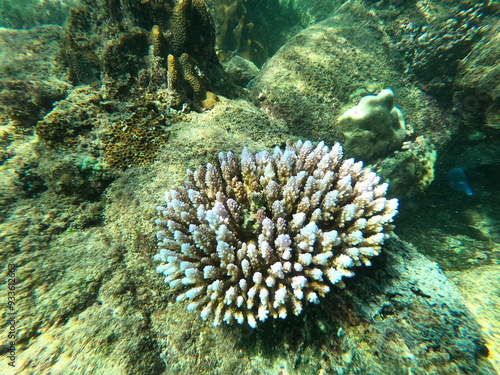 Coral, Sri Lanka