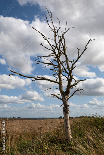 dead tree in the field, Berkshire, UK