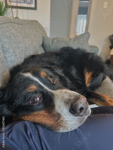 dog lounging