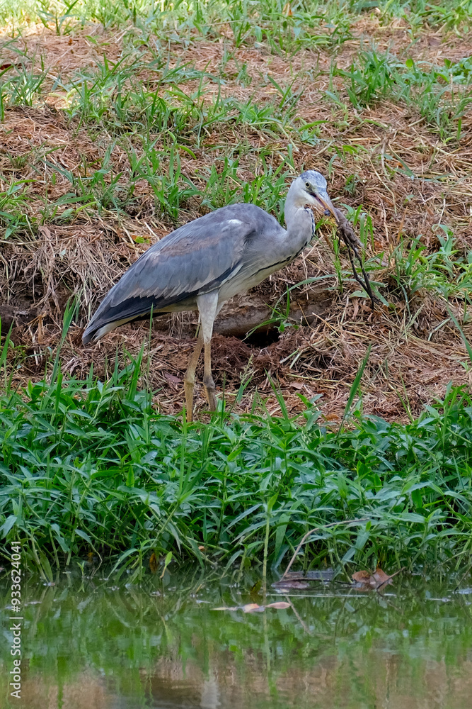 Fototapeta premium Heron eating shrimp