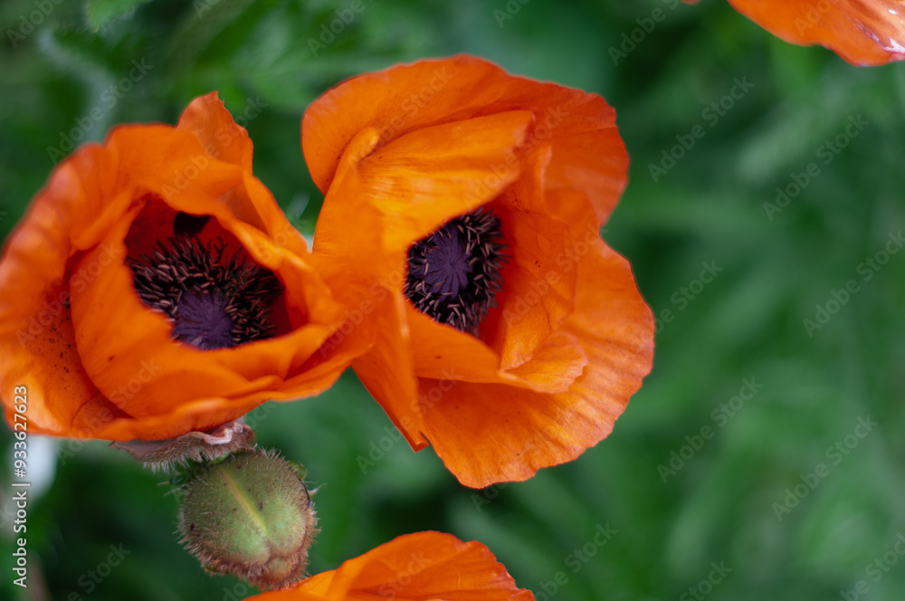 Fototapeta premium Red poppy flowers close-up. Beautiful red flowers with black middle.