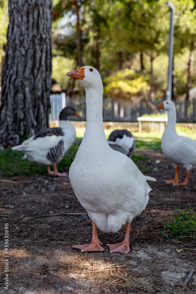 White geese graze on a green meadow in public park White geese graze on a green meadow in public park