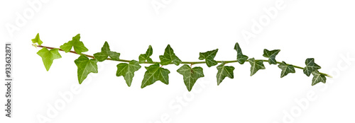 Fotografi ivy branch isolated on white or transparent png