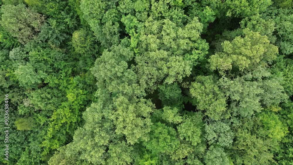 Aerial shot of dense tree canopy Aerial shot of dense tree canopy