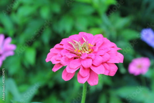 Zinnia, Old-fashioned, old maid, and Zennia elegans flowers